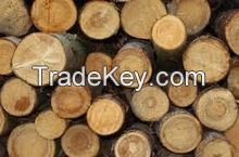 Eucalyptus round wood Logs