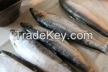 High Quality Seafood Frozen Pacific Sardine Size 30-40 (Fish)