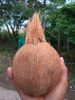 Semi Husk Coconut fresh