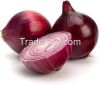 Fresh Red Onion supplier