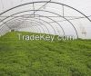 Greenhouse Plastic