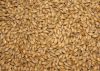 BARLEY FOR SALE