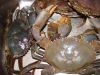 Sell Mud Crab/Best quality/ competitive price