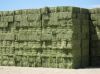 Bulk Supply Alfalfa Hay/Lucerne Hay /Best Quality and Clean/Sale with Lower Price