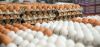 Chicken Eggs, Farm Fresh Chicken Egg, Fresh white shell eggs, Fresh brown shell eggs, Broiler chicken eggs