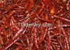 Fresh and Dried Red Chilli