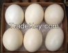 Ostrich Eggs, Ostrich Feathers, Ostrich Skin Leather