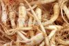 Ginseng Root Extract/Ginseng Extract/Ginseng Extract Powder/Ginseng Oil /Ginseng  Powder