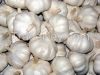 Fresh Garlic