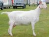 High yield milk Saanen Goats for Sale -
