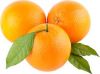 Top Quality Egyptian Oranges
