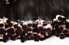 Black in Famous Brand Vietnamese Hair, Perfect Human Hair Best Quality