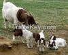 Boer Goats, Live Goats, Live Sheep, Lamb, Sheep Meat