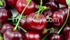 Fresh Cherries VERY HIGH GRADE HOT SALES