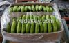 Fresh Green Cavendish banana BIG SIZE