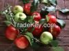 2015 Quality Fresh Red and Gold Apples Precious Grade A Fresh apples