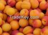 New Fresh sweet apricots for sale at a very reasonable price