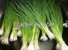 new crop fresh scallions for wholesale
