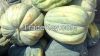 FRESH PUMPKIN High quality Fresh Pumpkin From South Africa