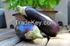 fresh eggplant
