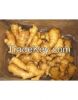 ginger price in south africa /fresh ginger/ginger for 2015hot sale