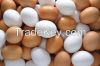 Fresh White and brown Chicken Eggs