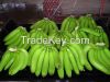 Cavendish Bananas for sale