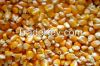 Grade A Yellow and White Corn (Maize) available