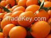 Fresh Navel And Valencia Oranges for sale