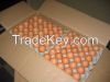 Best Quality Organic Fresh Chicken Eggs & Fertilized Hatching Eggs at affordable prices