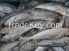 Frozen  Mackerel Fish for sale