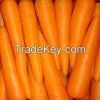 Fresh Carrots  for sale