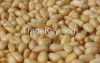 High quality Pine Nuts for sale
