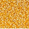 Dried Yellow Maize