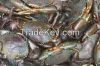 Fresh Live Mud Crab , shellfish, squid