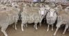 Live sheep for sale, livestock