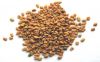 Fenugreek seeds