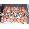 Fresh Chicken Table eggs / Brown Shell chicken eggs / Fertilized Chicken