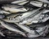 Frozen Horse Mackerel