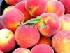 Best quality FRESH PEACHES