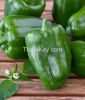 Best quality frozen green pepper