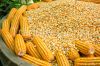 Quality Grade 1 Yellow Corn & White Corn/maize for Human & Animal feed