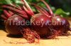 High quality Best price Red Beet Root