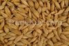 Barley 100% highest quality origin of Kazakhstan