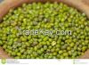 Green Mung Beans For Sale