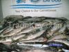 FROZEN SARDINES PILCHARDUS