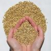 Yellow millet for Human and animal consumption crop 2017
