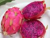 Premium Grade Fresh Red Dragon Fruit