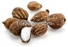 Shea Butter Nuts