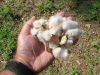 Premium Grade A Raw Cotton In Bales